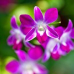 Dendrobium Ersakul Rot Gold